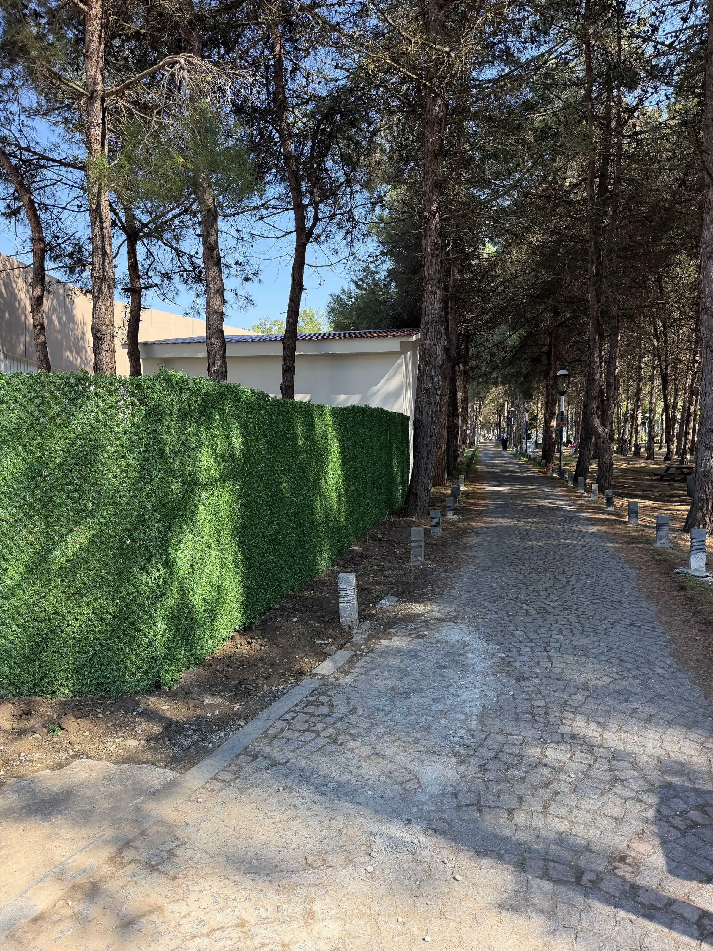 Çam ağaçları arasındaki yol boyunca çim çit