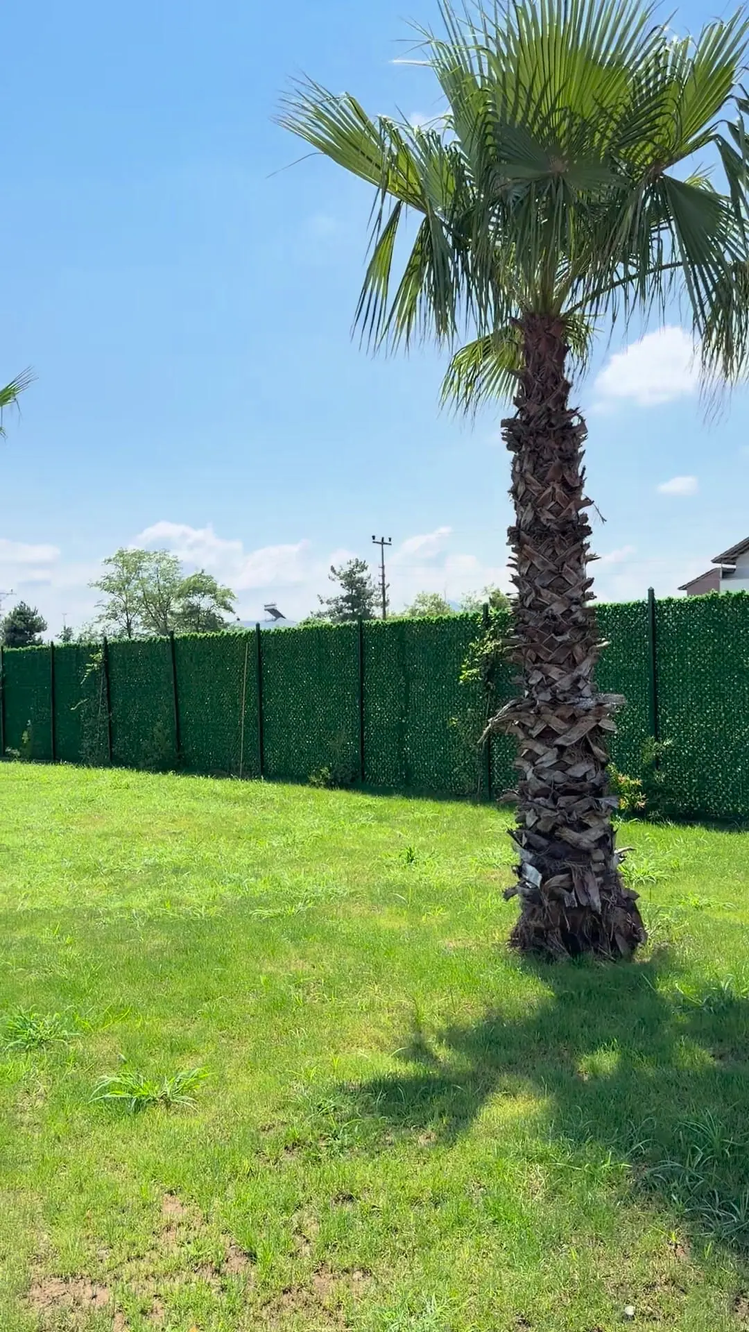 Palmiyeli park alanını çevreleyen çim çit